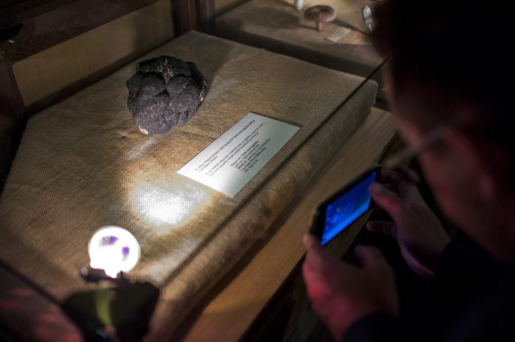 Tremendous Truffle Put in Museum post's picture
