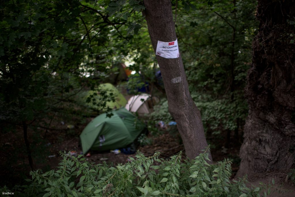 Sziget 2015: Man Killed By Falling Tree Branch Revealed As Young German Movie Actor post's picture