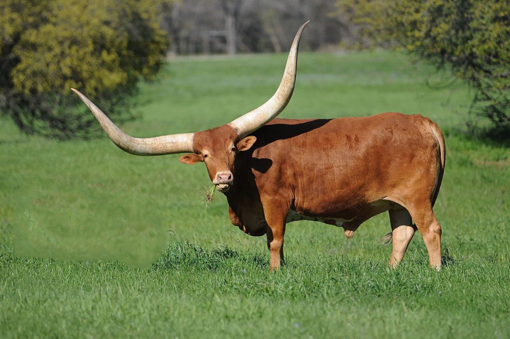 “Cattle of Kings”: Three Ankole-Watusi Calves Born In Nyíregyháza Zoo post's picture