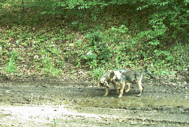 Wildlife: Bükk National Park’s Wolf Cubs Captured On Camera For First Time – Video! post's picture