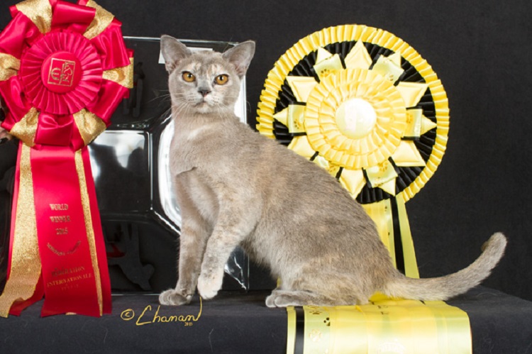 Huge Success For Hungarian Cat At International Expo In Malmö post's picture