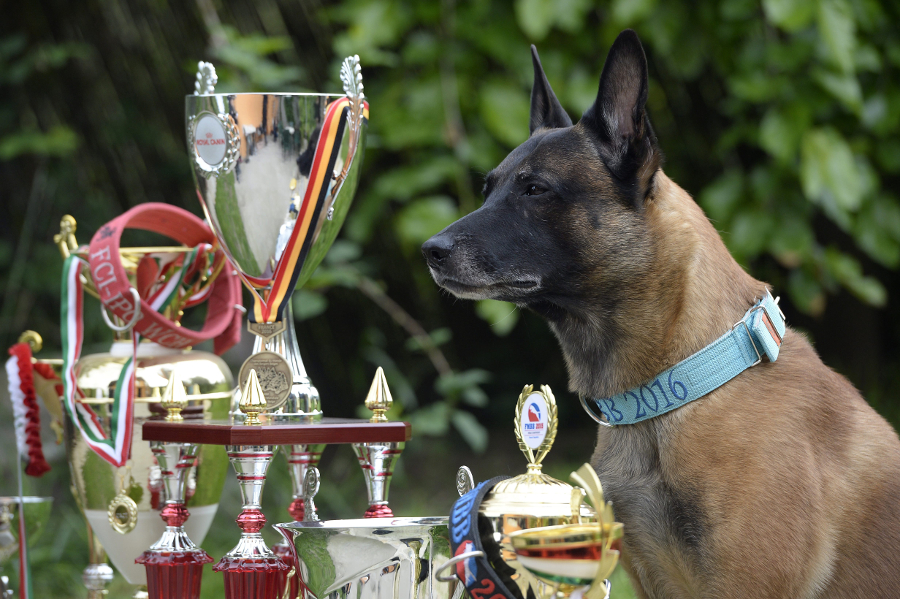 Belgian Shepherd From Hungary Crowned World Champion In France post's picture