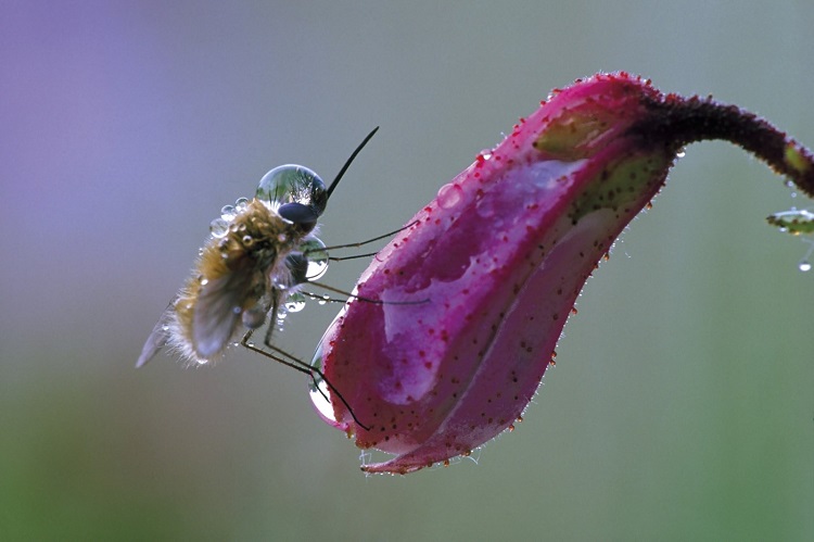 A bee fly in a 'spacesuit of water' on a field in Balaton felvidék. Photo- László Novák