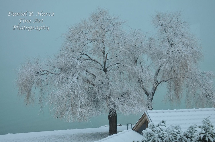Let It Snow, The Winter Is Here! Photo Gallery About The Frozen World Of The Lake Balaton post's picture