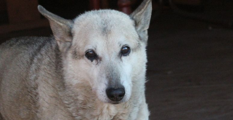 Mourning Time For Hungarian Dog Lovers – Hungary’s Oldest Dog Passed Away post's picture