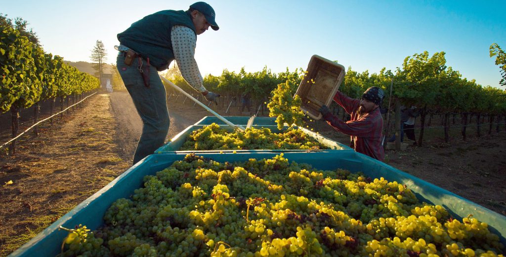 It’s Harvest Time! – This Year’s Vintage Expected To Be Outstanding post's picture
