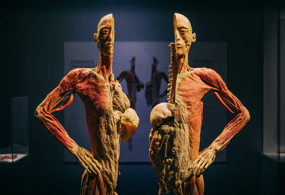 preserved bodies on display