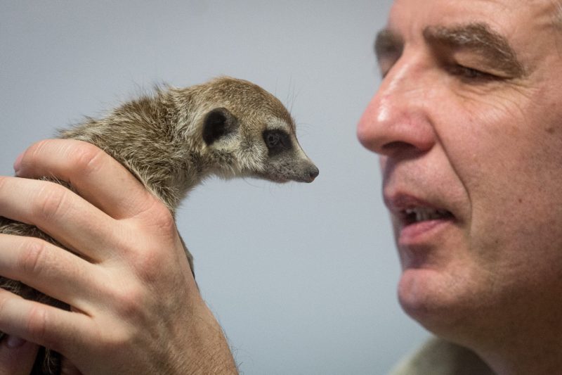 How Did the Death of a Meerkat in a Regional Zoo Make Front Page News Across Hungary? post's picture