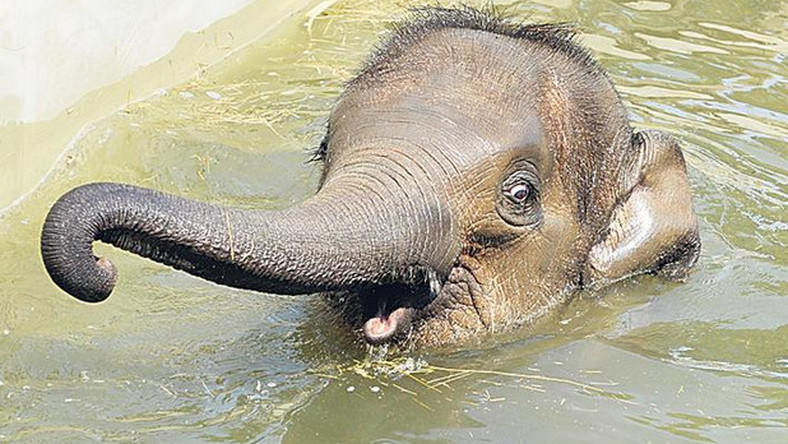 Asha the Budapest Zoo Elephant Has Died post's picture