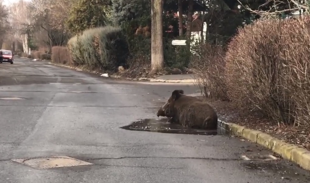 Wild Boar Seen Wallowing in a Pothole in Debrecen City – Video!