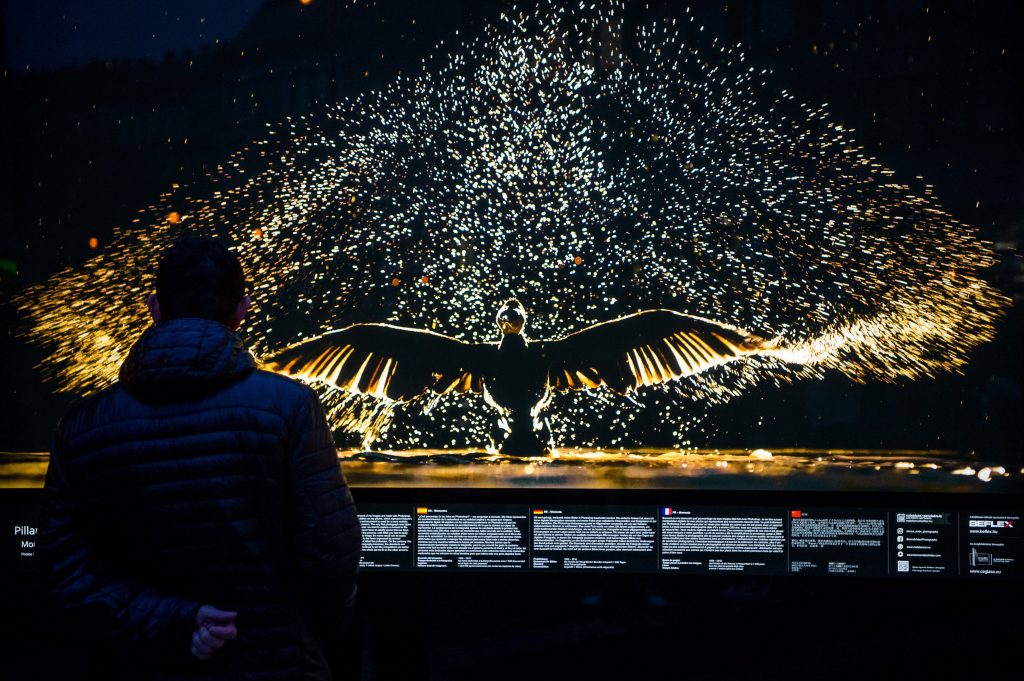 Outdoor Exhibition of Famous Wildlife Photographer’s Images Opened in Budapest post's picture