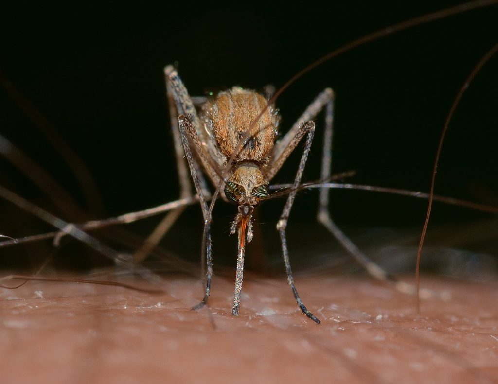 Mosquito Invasion Makes Life Miserable for Hungarians post's picture
