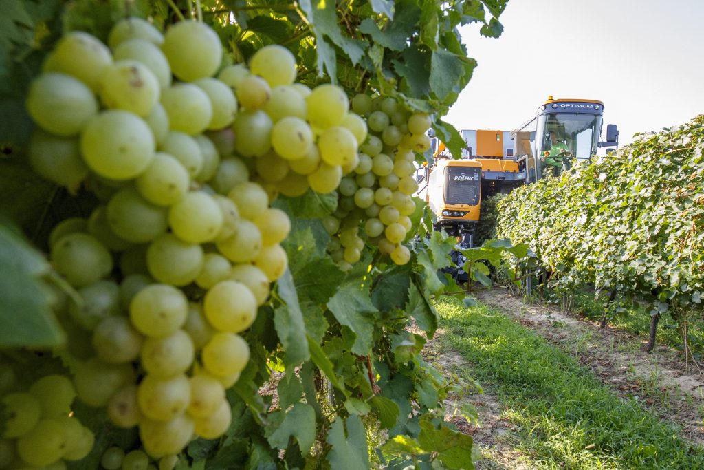 Hungary to Produce 3m Hectolitres of Wine in 2019 post's picture
