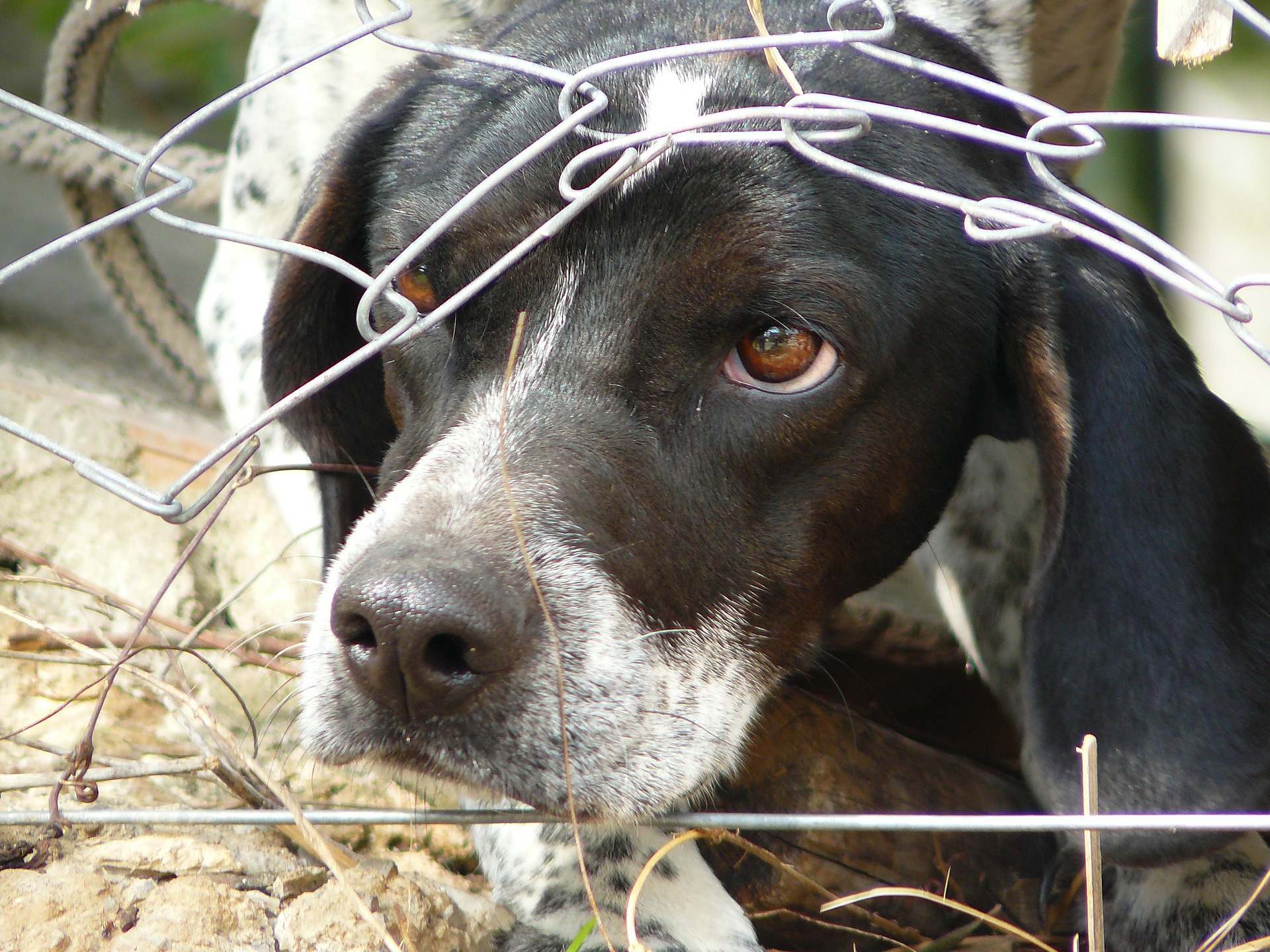 Brutal Animal Cruelty Cases Shock Hungary - Hungary Today