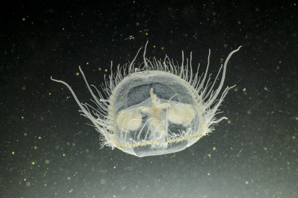 Freshwater Jellyfish in Hungarian Lakes post's picture