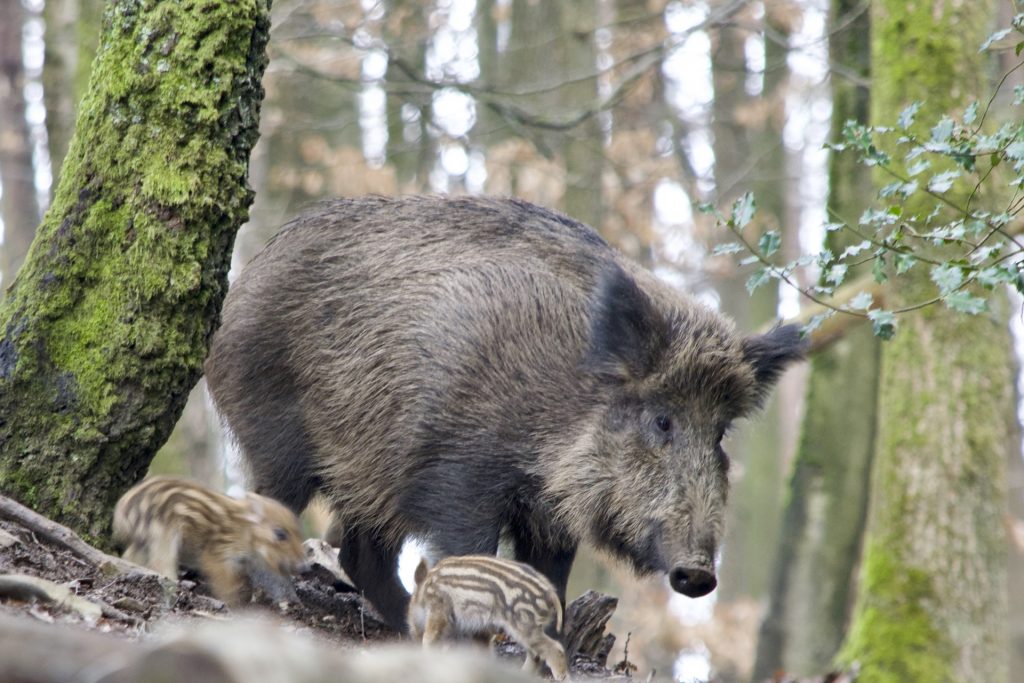 Hundreds of Wild Boars Killed by African Flu Found near Budapest post's picture