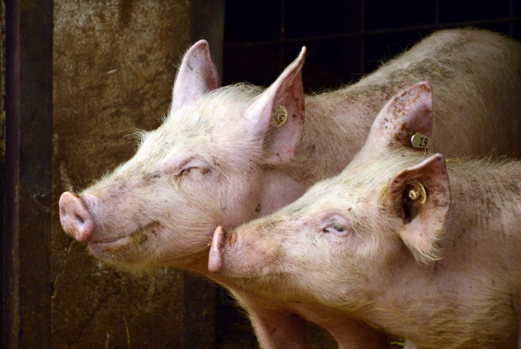 Farm Ministry: Serbia Lifts Hungarian Pork Ban post's picture