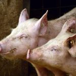 Development Programs Ensure a Secure Future for the Pork Industry