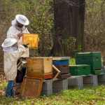 New Support Program to Help Hungarian Beekeepers