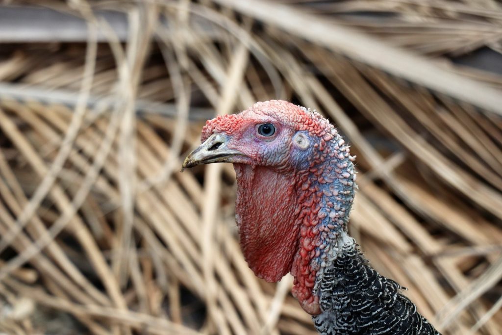Bird Flu Identified at Turkey Farm in Eastern Hungary post's picture