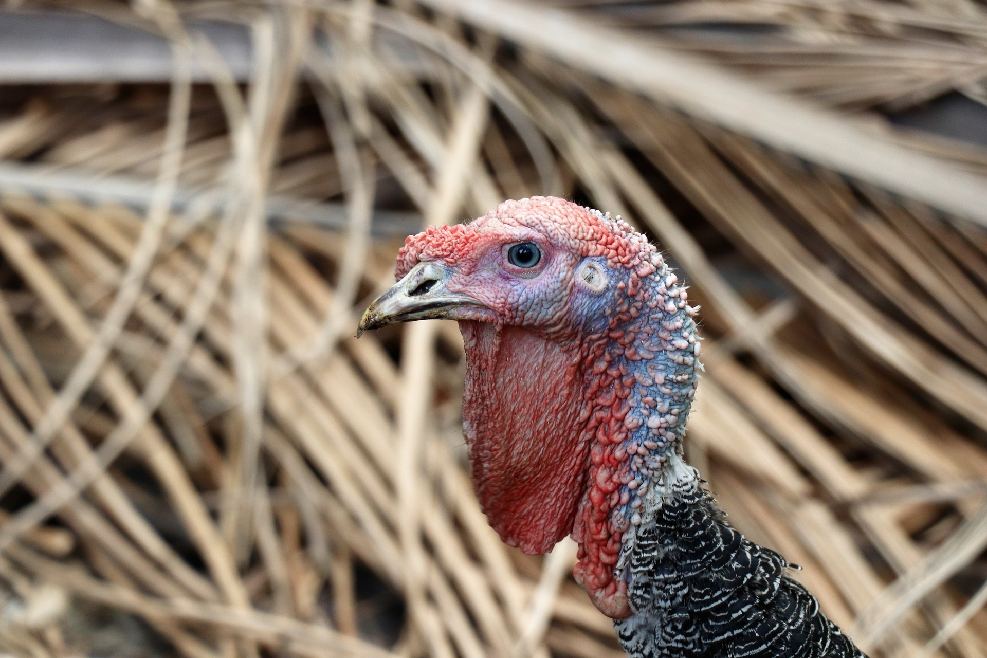 Bird Flu Identified at Turkey Farm in Eastern Hungary