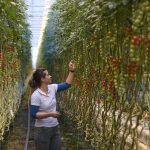 Tomato Seeds from Space Sown in Hungarian Greenhouse