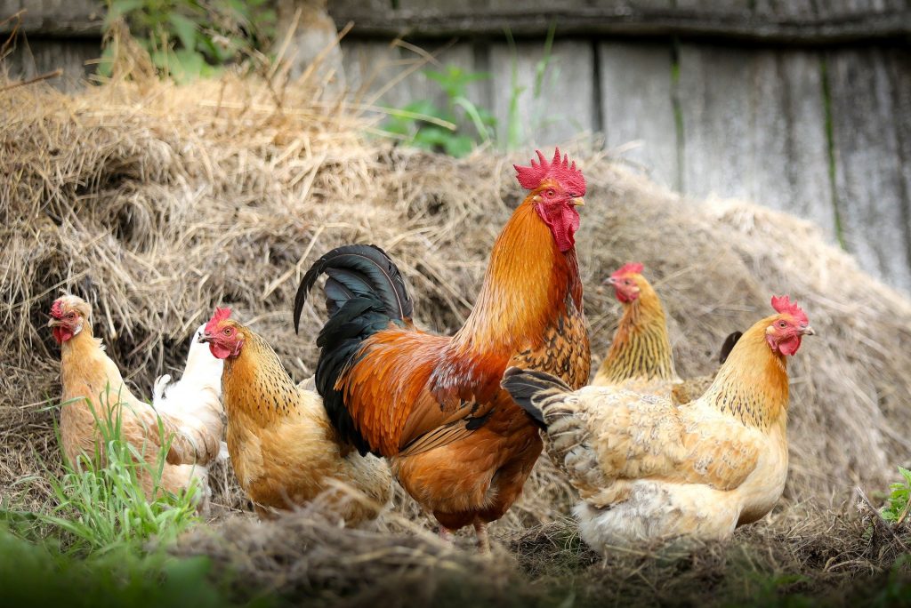 Canada, Thailand Lift Restrictions on Hungarian Poultry Imports post's picture