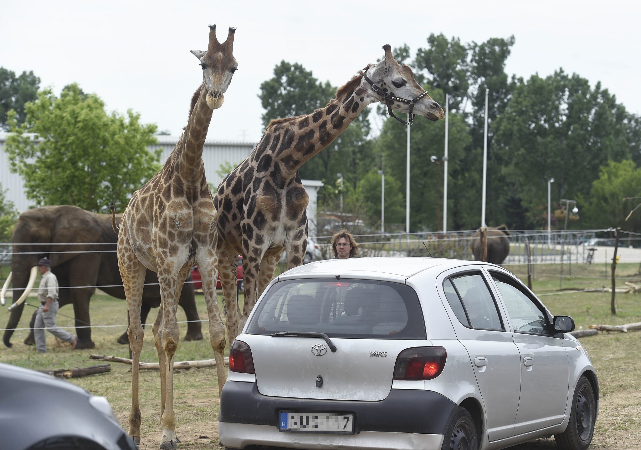 Hungary's First Safari Park Opens Near Budapest