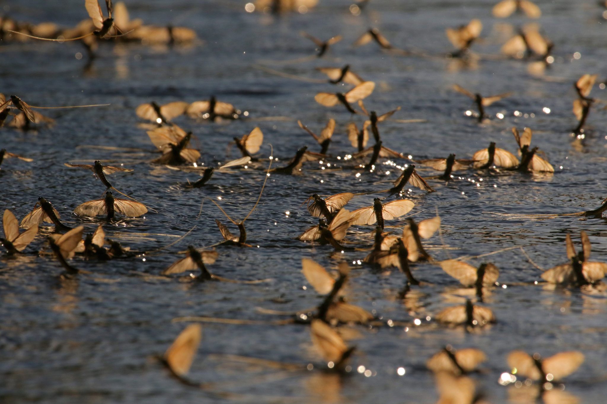 A Tissa Mayfly és a „Tissa Blooming” nemzeti értékké vált Magyarországon