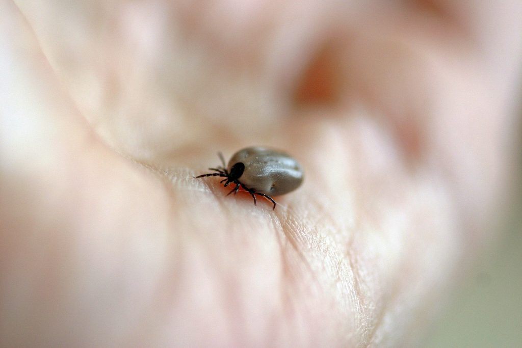 Experts Warn of Start of Tick Season Amid Increasing Number of Lyme Disease Cases post's picture