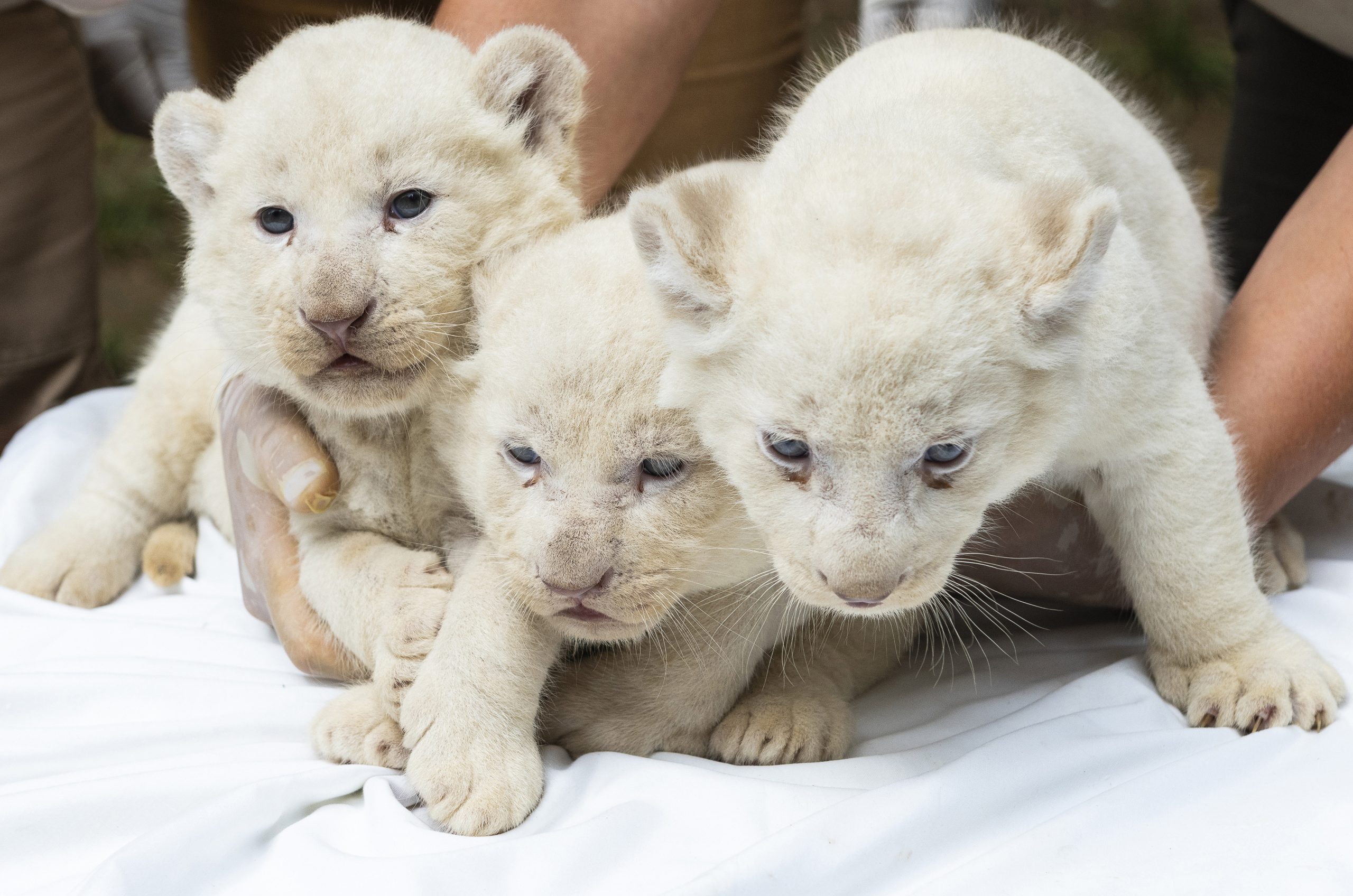 White Lions Cubs Playing