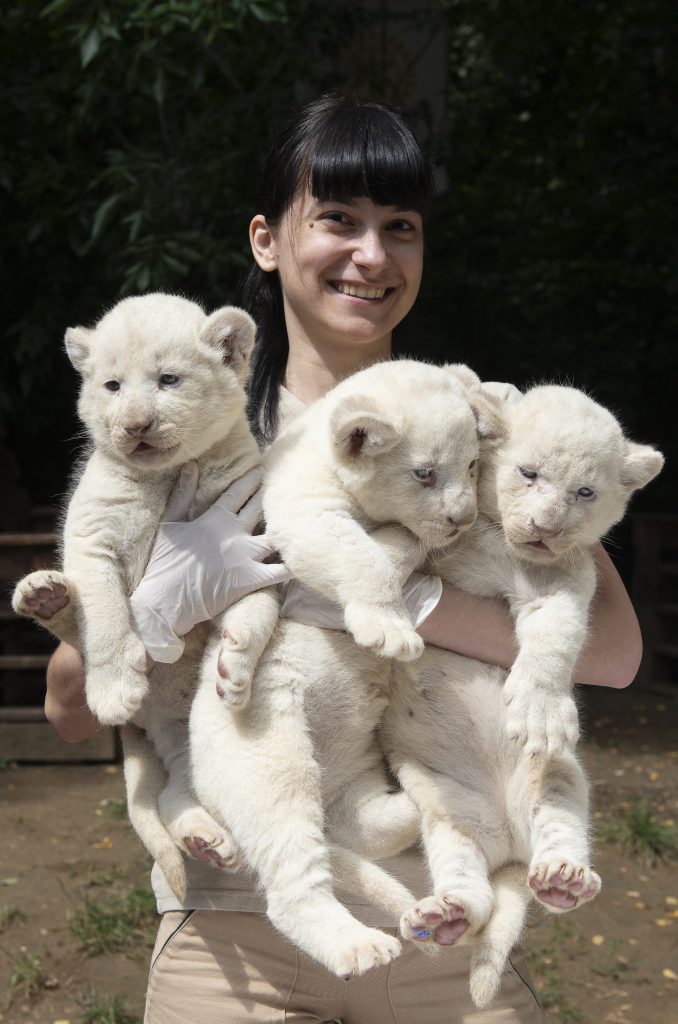 Three White Lion Cubs Born in Nyíregyháza Zoo - Hungary Today