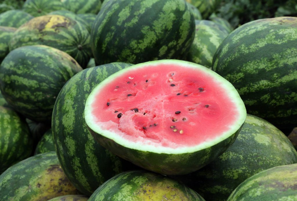 Fruitful Year for Watermelon in Hungary post's picture