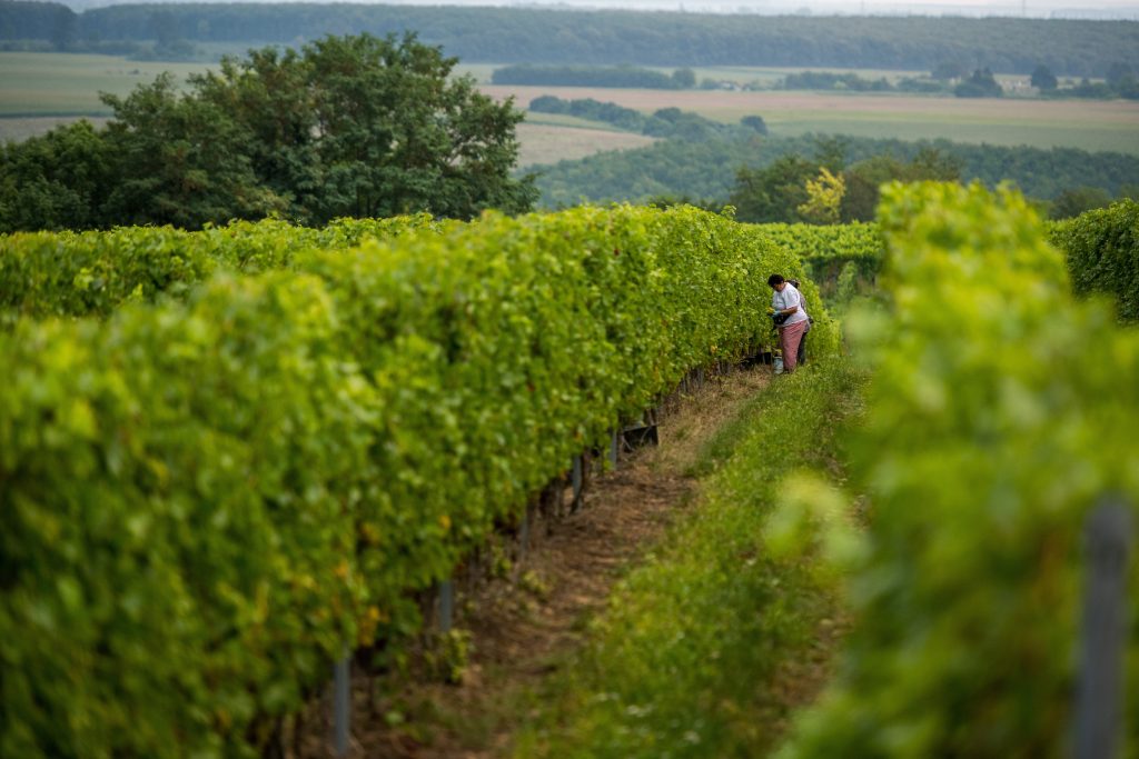 Hungary among Ten Best Wine Tourism Destinations post's picture