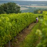 Hungary among Ten Best Wine Tourism Destinations