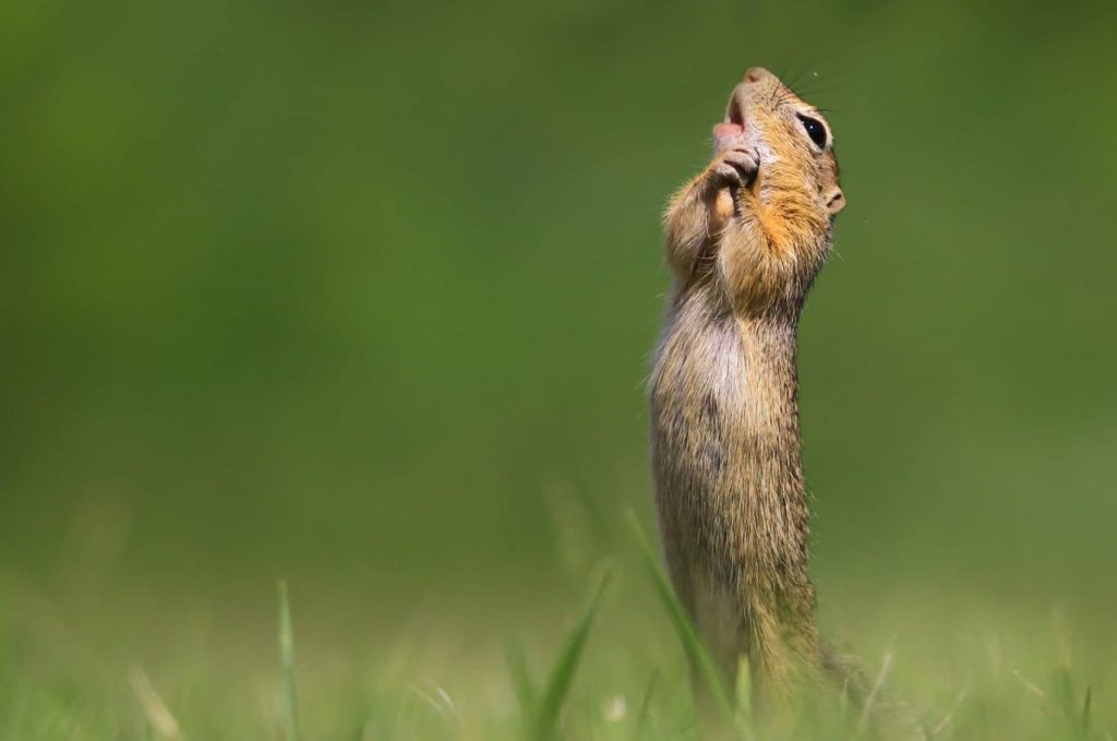 Vote For Funniest Ground Squirrel Ever to Help Hungarian Win Photography Award post's picture