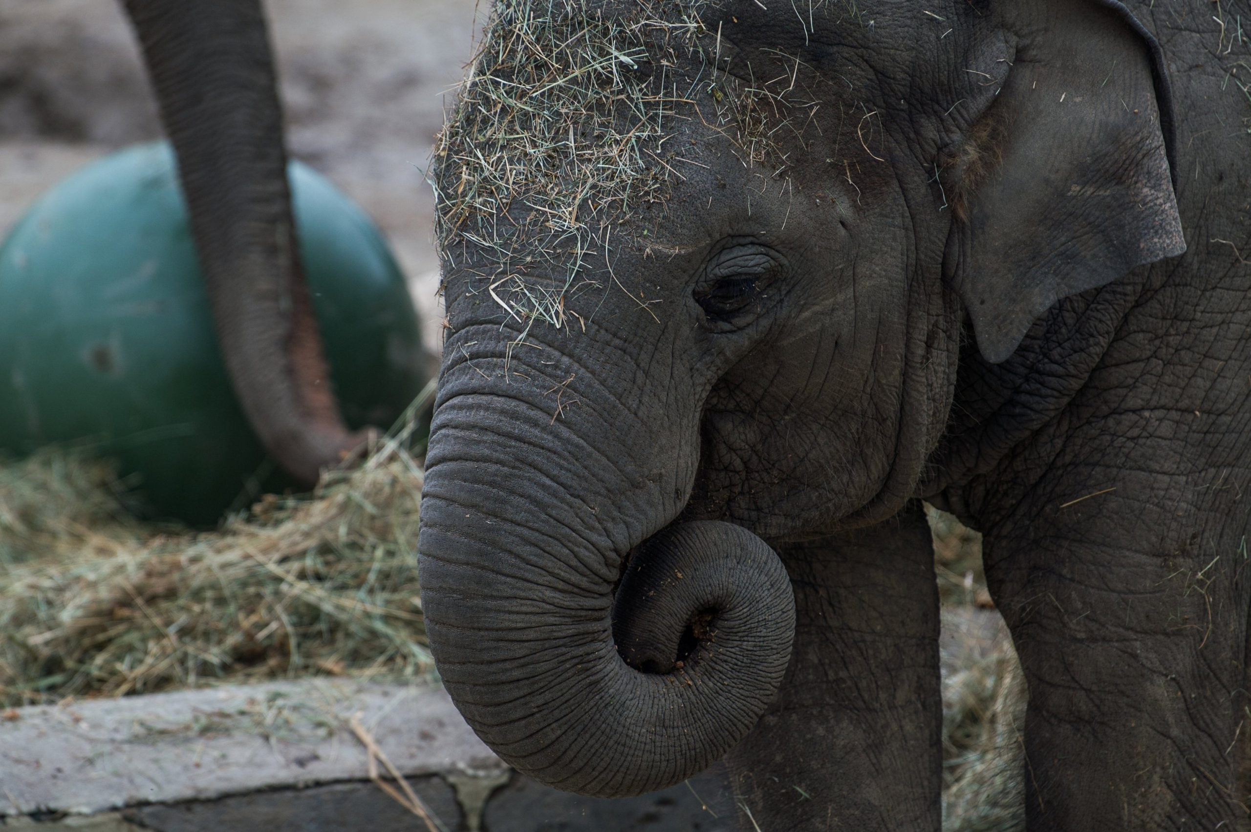 Budapest Zoo to Celebrate World Animal Day with Multi-Day Festival