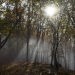 Hungary Co-signs Letter Calling for Review of EU Forestry Strategy