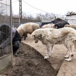 Hungary to Establish New Animal Protection Law