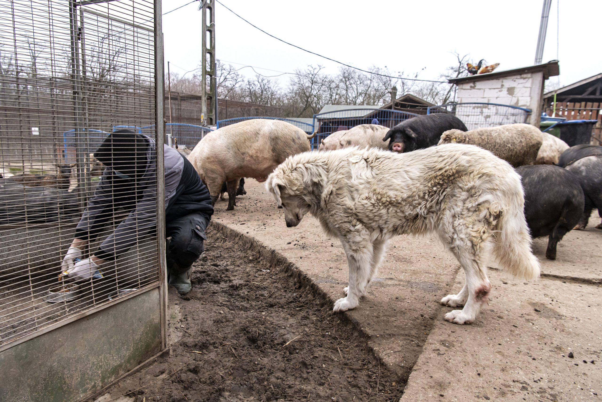 Hungary to Establish New Animal Protection Law