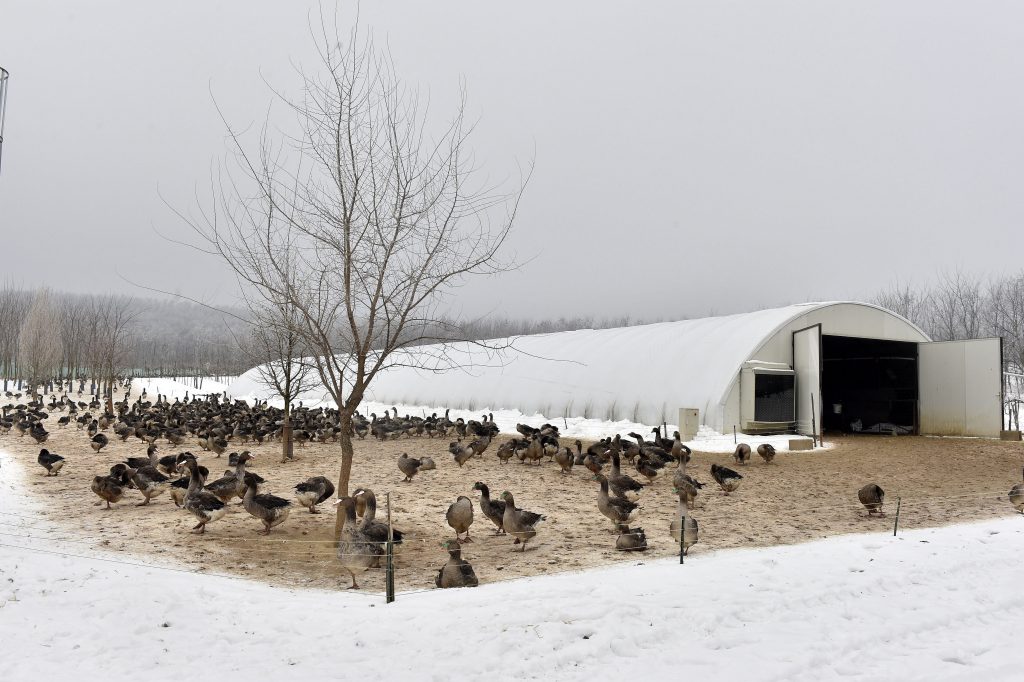 Bird Flu Restrictions Lifted in Hungary post's picture