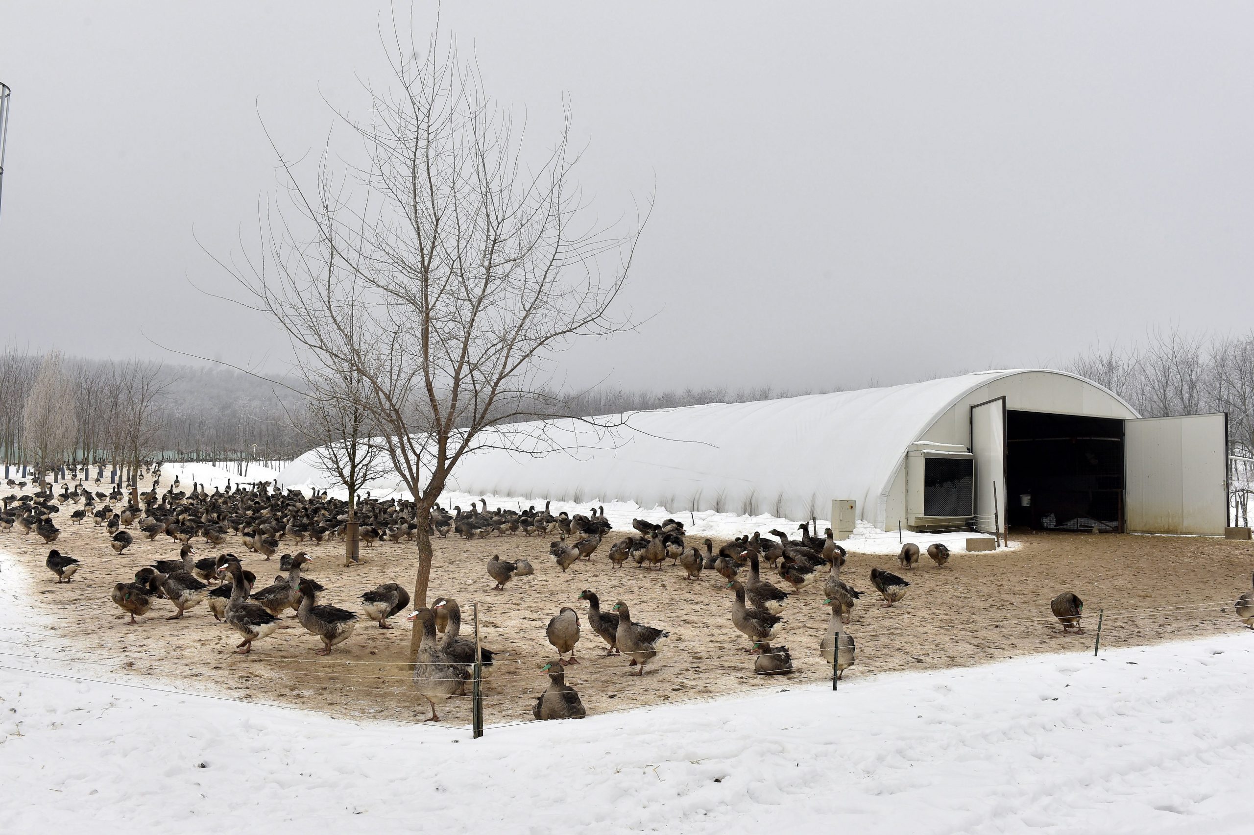 Bird Flu Restrictions Lifted in Hungary