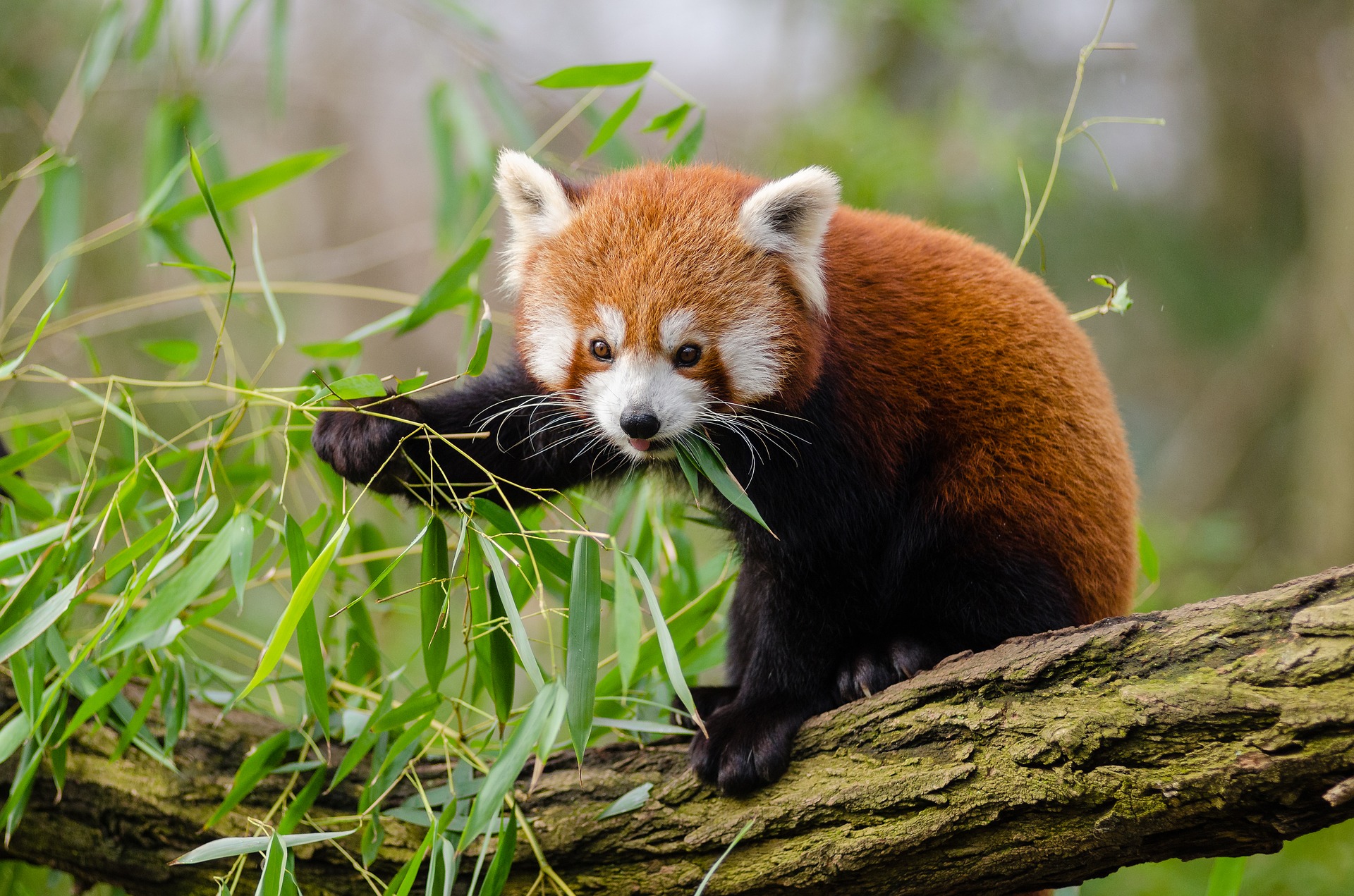 Red Panda to Move from Debrecen Zoo to Northern India - Hungary Today
