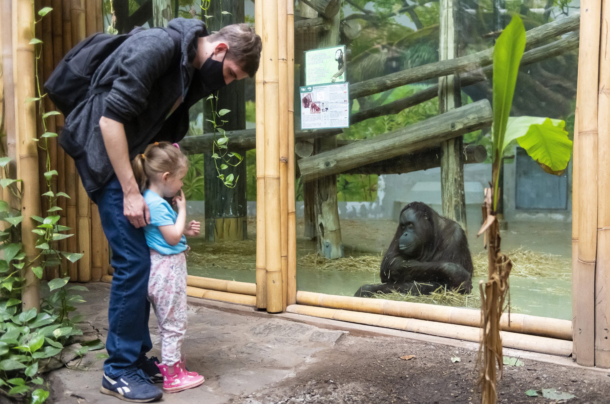 Nyíregyháza Zoo Named Best Zoo in Europe for Third Time in Its Category