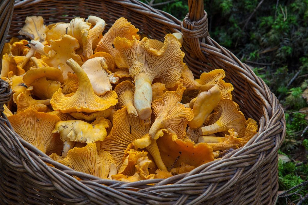 Hungarian Scientists Develop Mycotoxin-Free Mushroom Farming post's picture