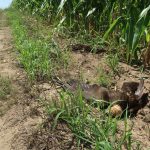 Over 100 Protected Birds of Prey Poisoned with Illegal Carbofuran