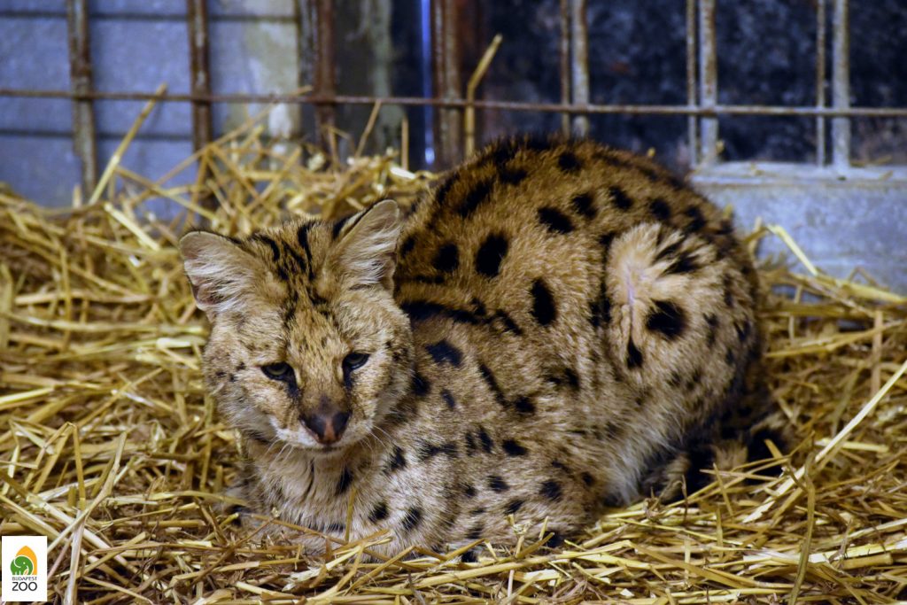 Serval Captured in Northern Hungary Dies from Coronavirus post's picture