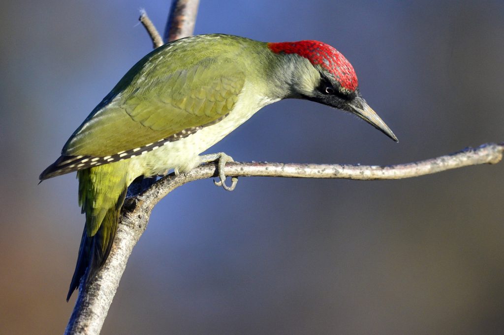 European Green Woodpecker Is “Bird of the Year 2022” post's picture