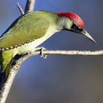 European Green Woodpecker Is “Bird of the Year 2022”