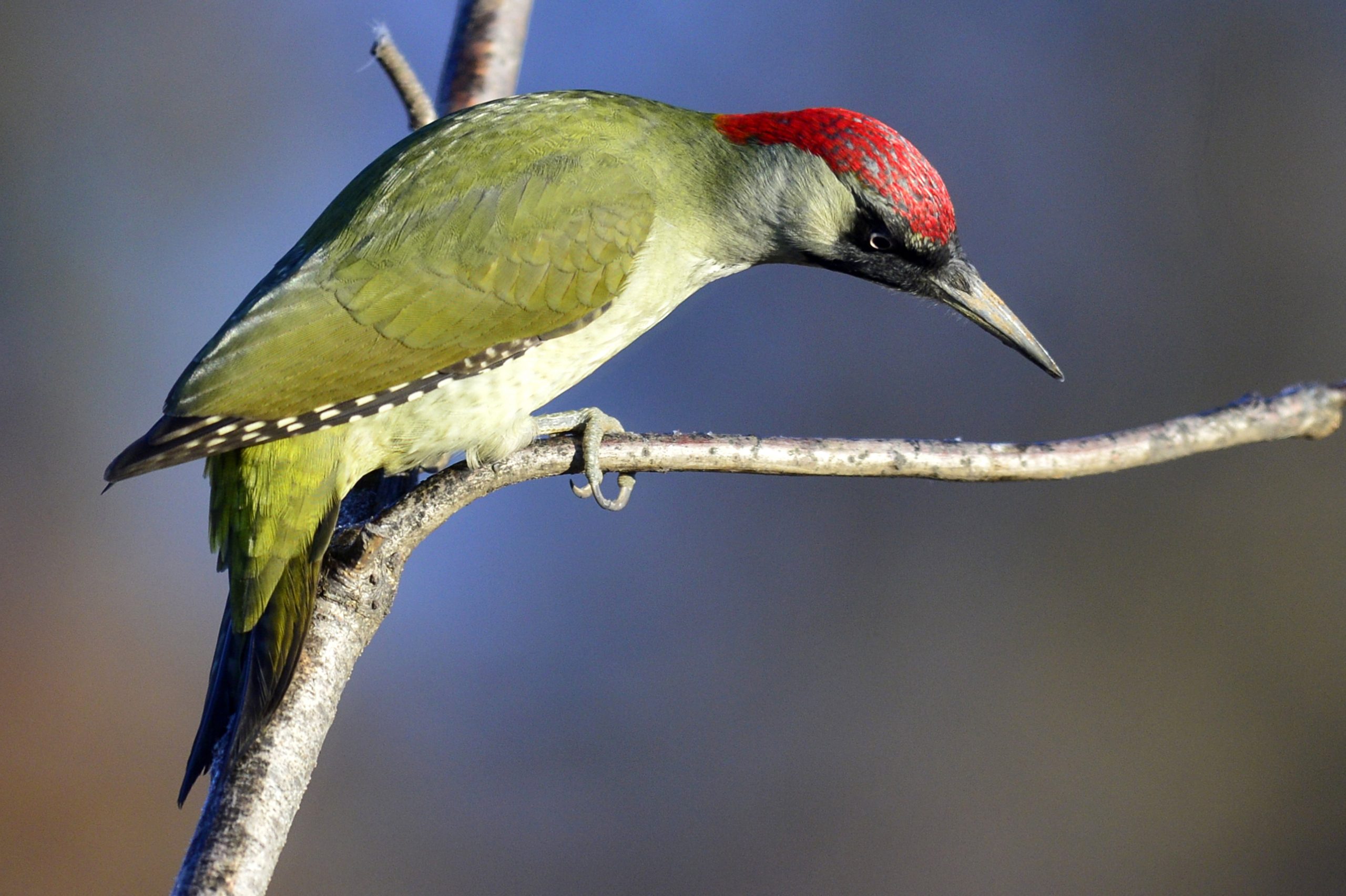 European Green Woodpecker Is 